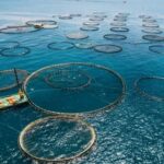 Offshore Fish Farming