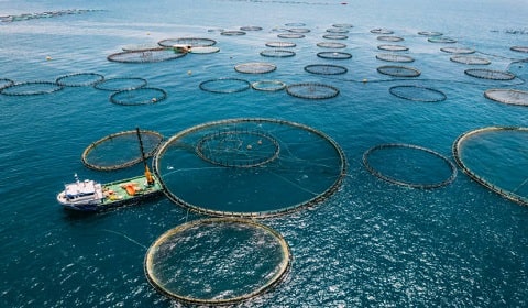 Offshore Fish Farming