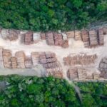 Amazon Conservation Beyond Bioeconomy