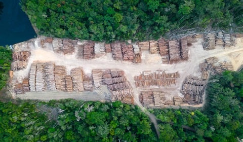 Amazon Conservation Beyond Bioeconomy