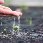 Role of Healthy Soil in Climate