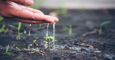 Role of Healthy Soil in Climate